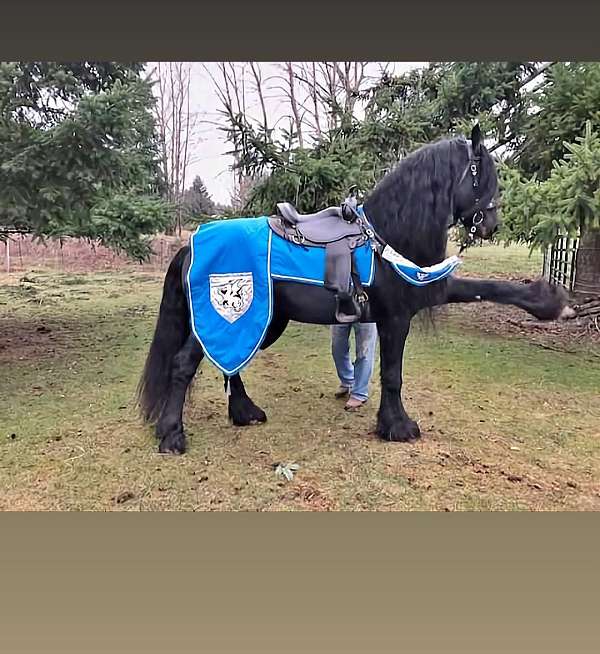 damascus-friesian-horse