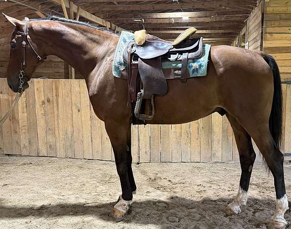 pleasure-trail-warmblood-horse