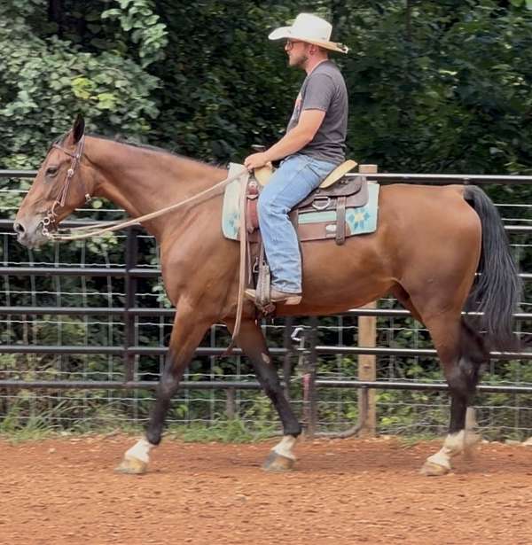 all-around-warmblood-horse