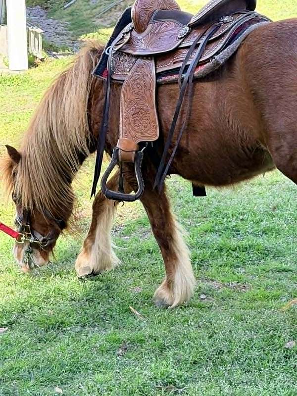 10-hand-gypsy-vanner-pony