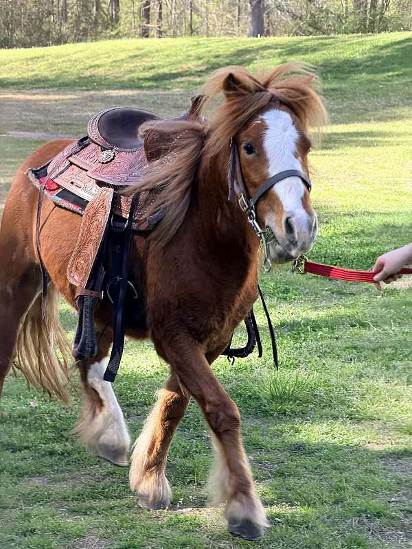 10-hand-gypsy-vanner-mare