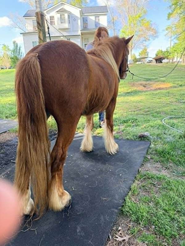 10-hand-mare