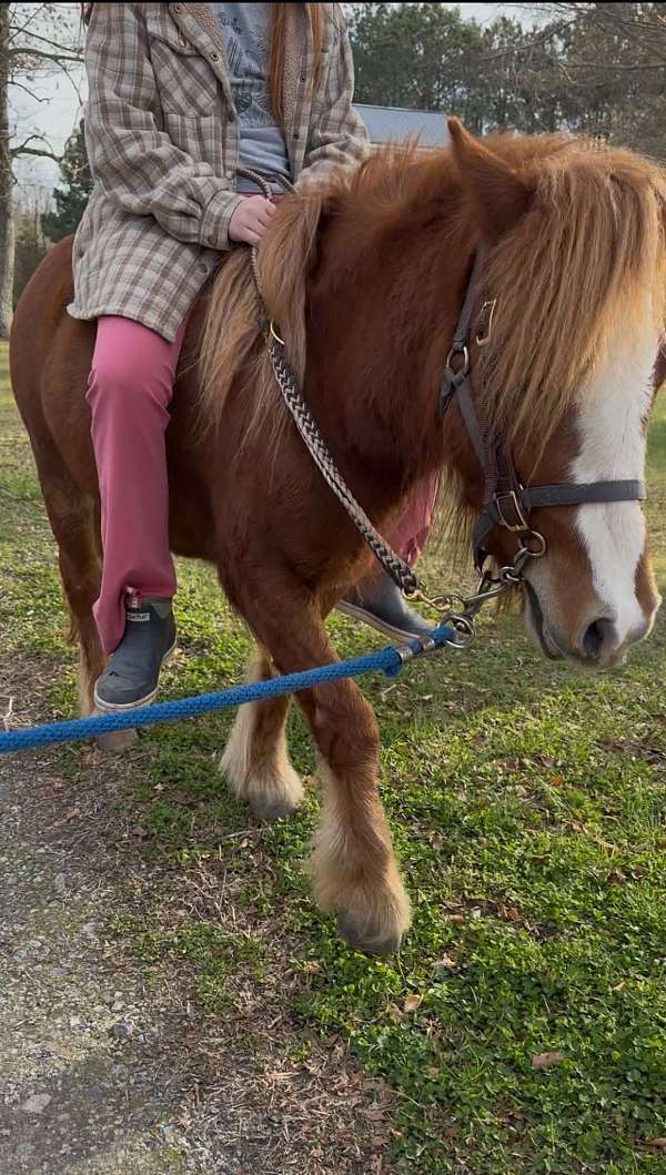 cart-gypsy-vanner-pony
