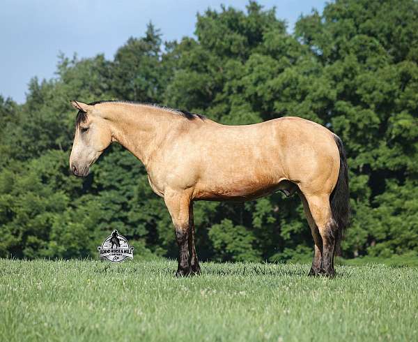 buckskin-dark-points-horse