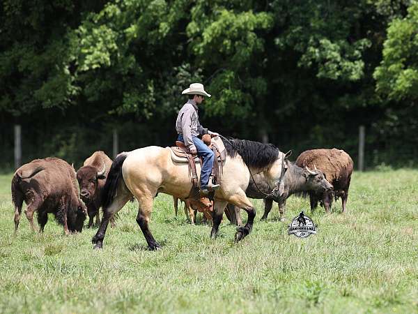 trail-draft-horse