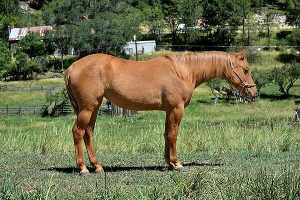 white-strip-blaze-horse