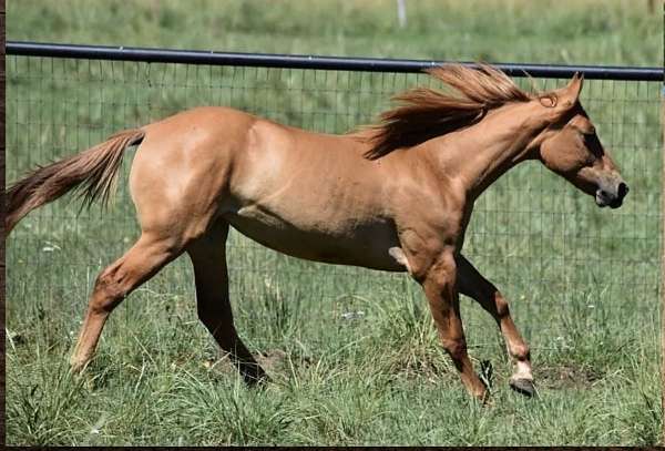red-dun-white-strip-blaze-horse