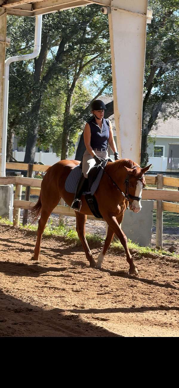 thoroughbred-mare