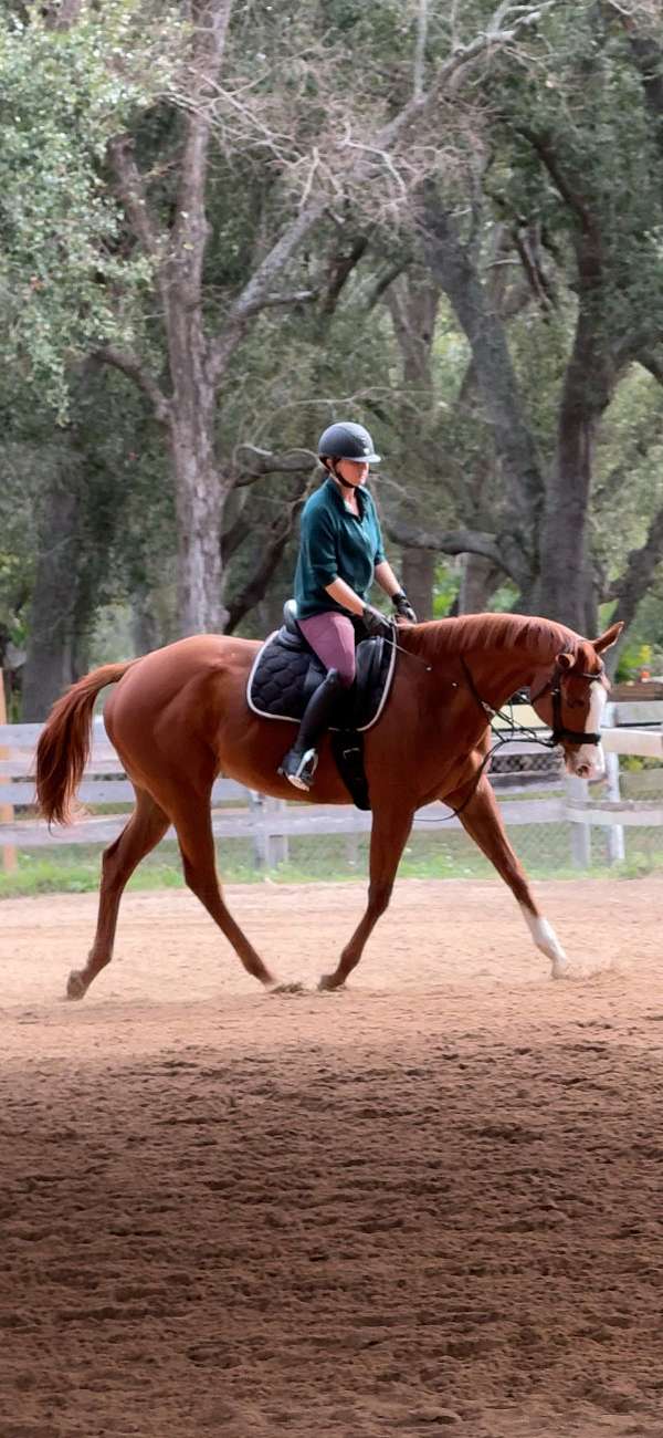 thoroughbred-horse-for-sale