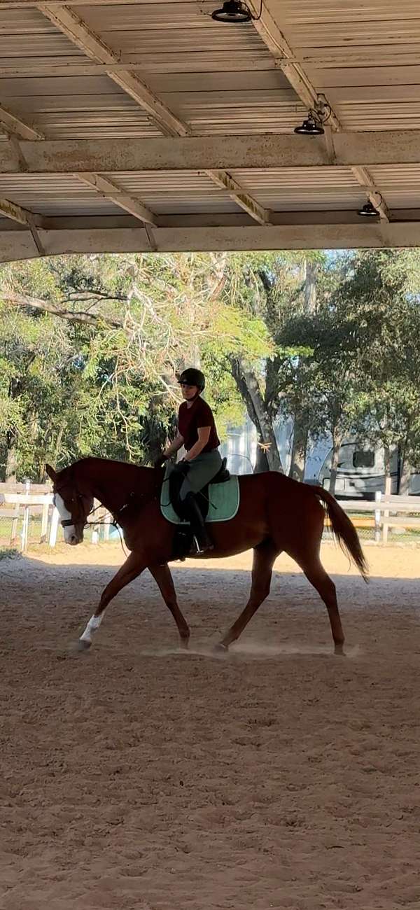 thoroughbred-horse