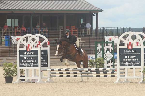 play-warmblood-horse