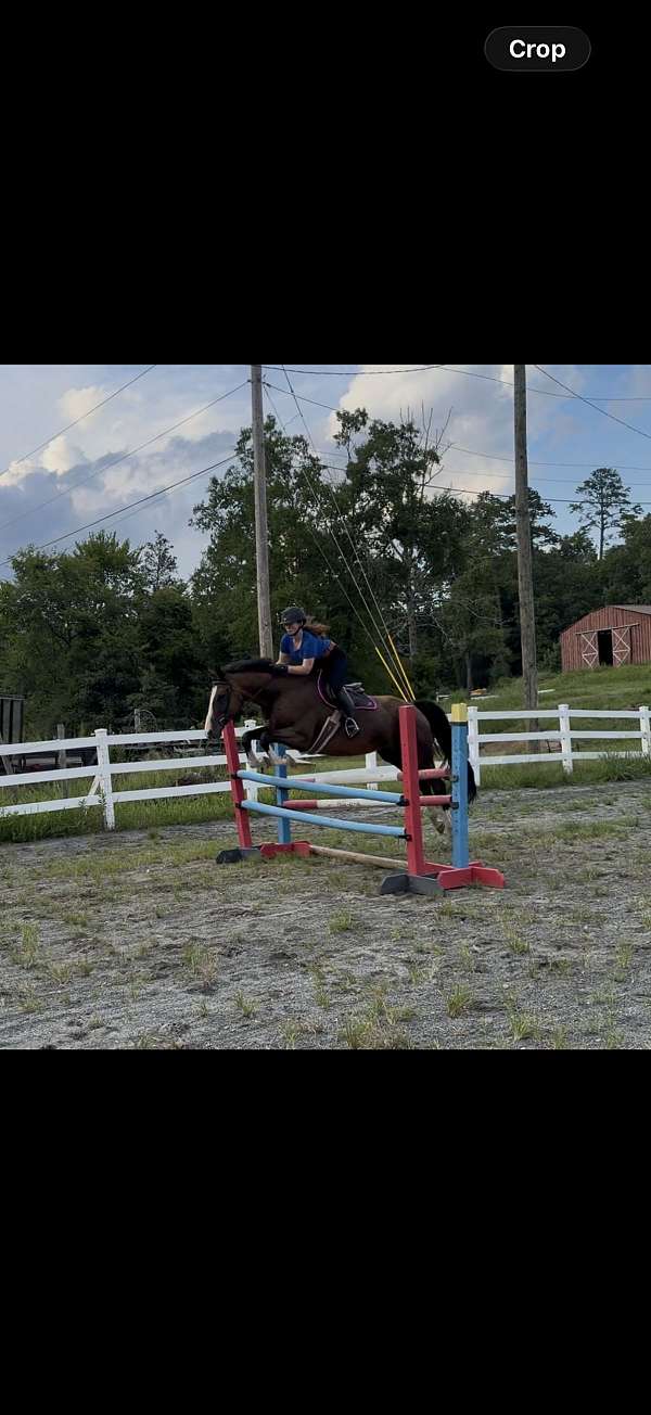 three-ring-warmblood-horse