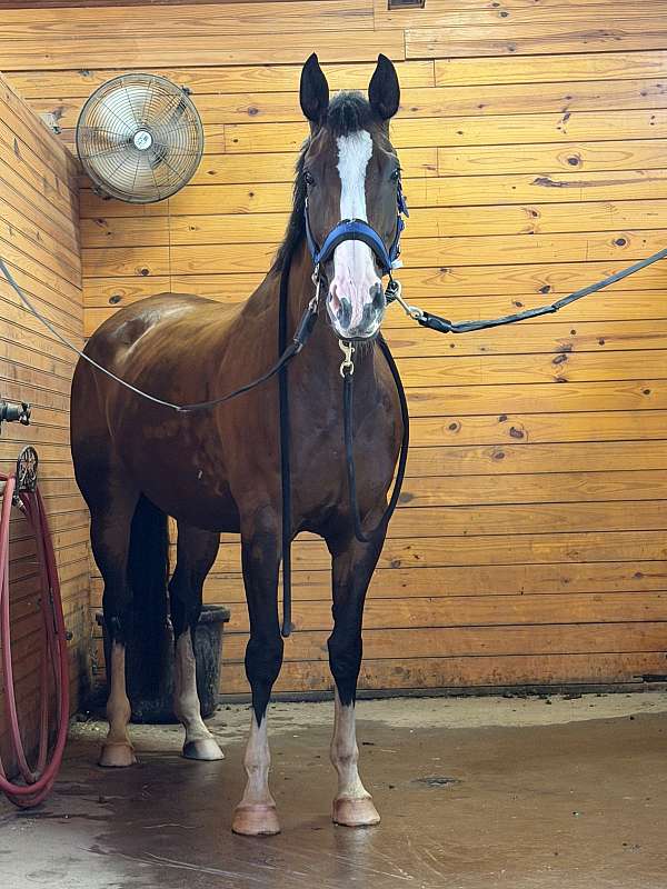 bargain-warmblood-horse