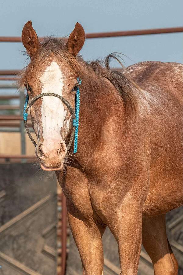 sorrel-aphc-filly-yearling