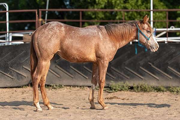 12-hand-appaloosa-filly