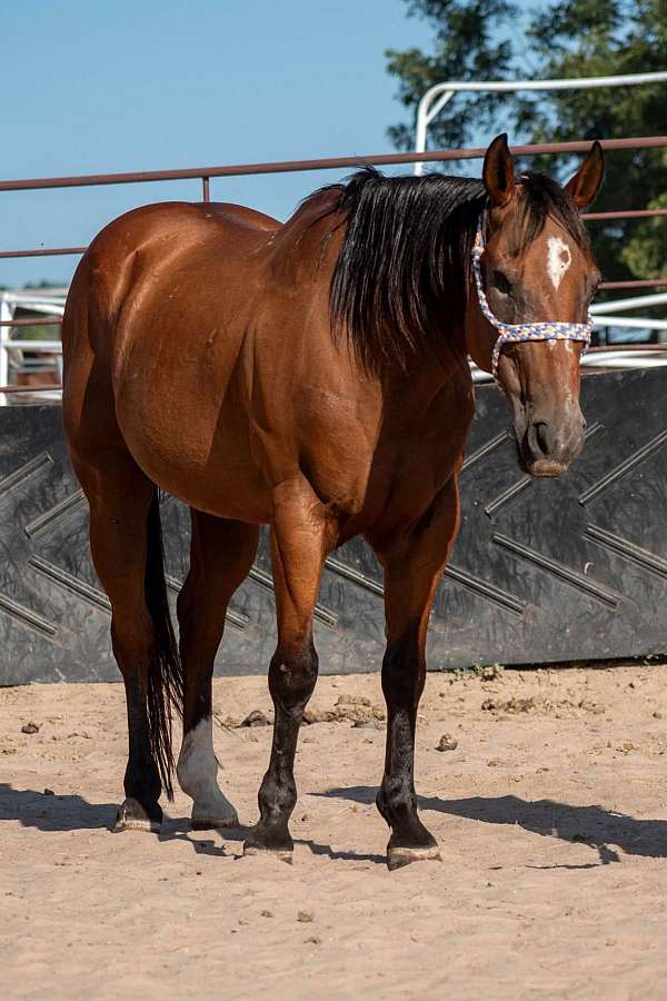 bay-quarter-horse-gelding