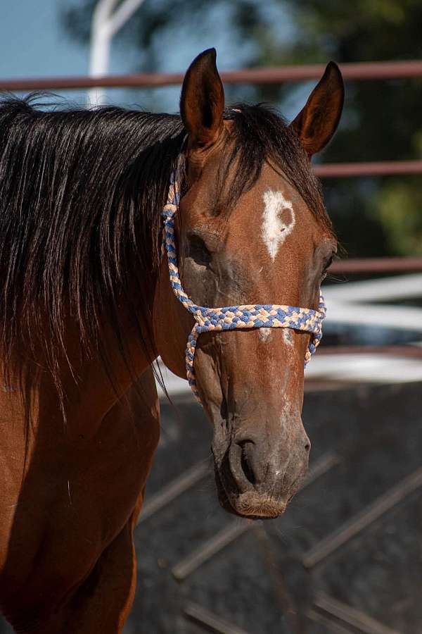 bay-gelding-for-sale