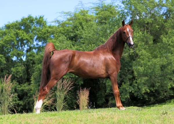 white-strip-snip-rear-stockings-horse