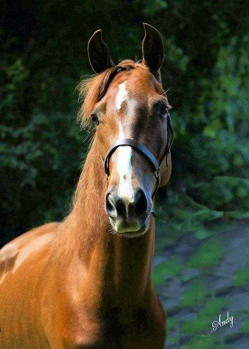chestnut-white-strip-snip-rear-stockings-horse