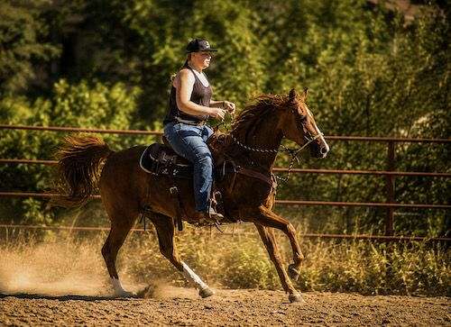 cattle-sorting-morgan-horse