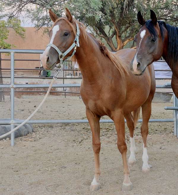 all-around-half-arabian-horse