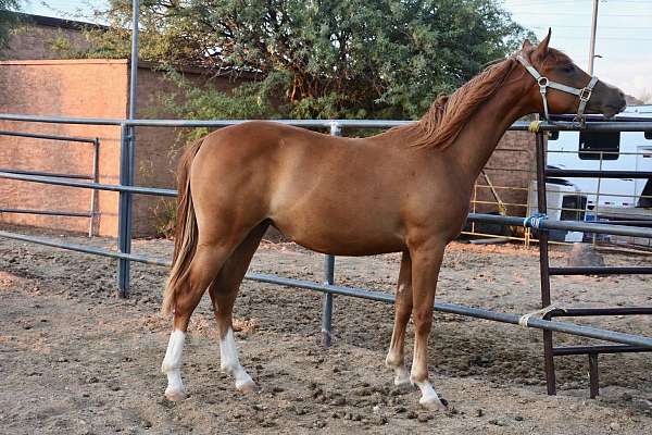 athletic-half-arabian-horse