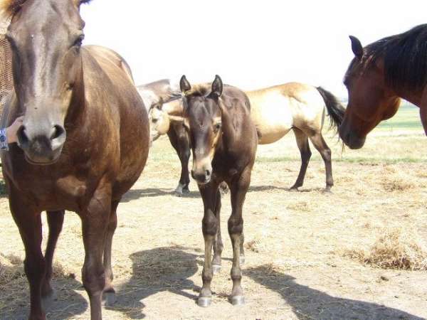 hollywood-white-quarter-horse