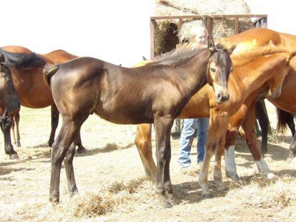 blueboy-quincy-quarter-horse
