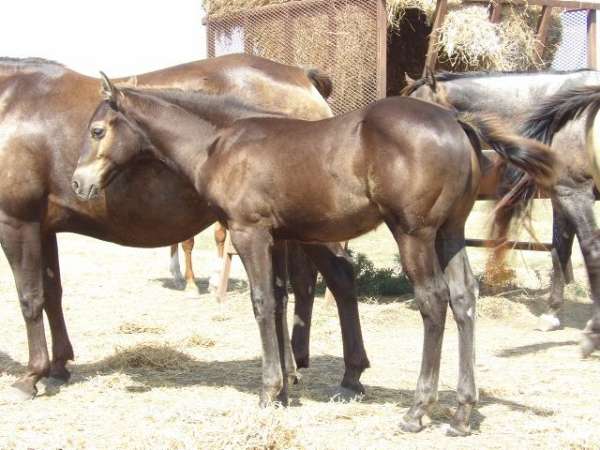 blue-peptolena-quarter-horse