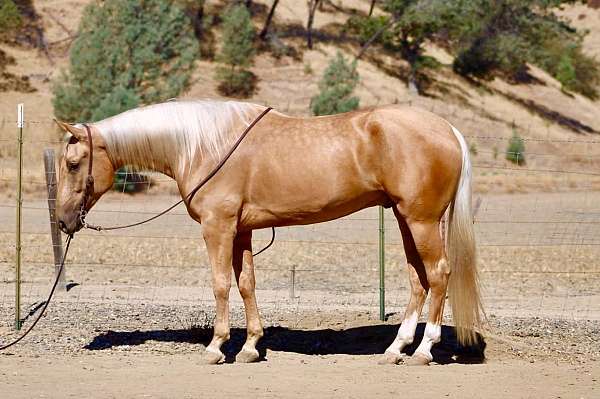 all-around-quarter-horse