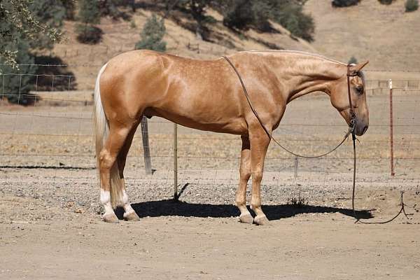 athletic-quarter-horse