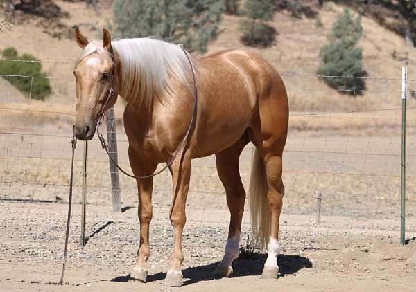 beginner-quarter-horse