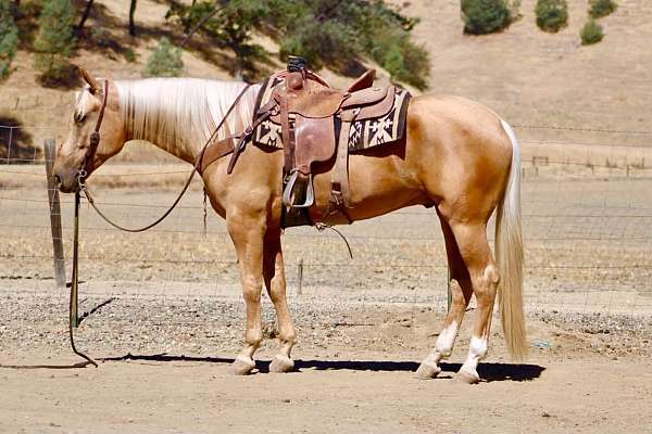 calf-roping-quarter-horse