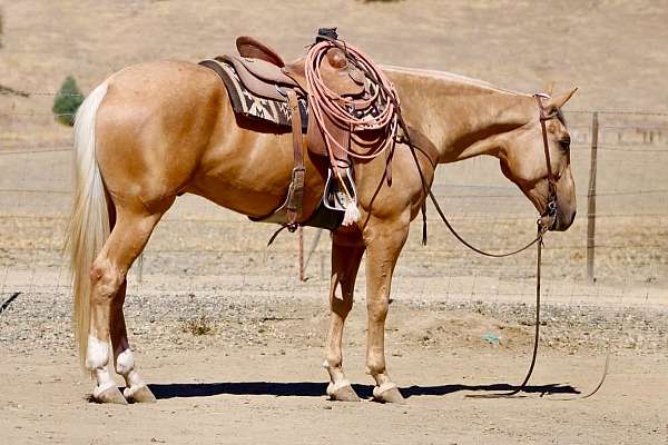 endurance-quarter-horse