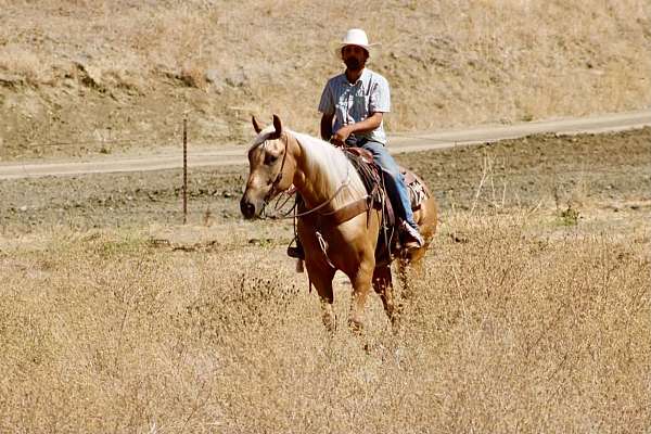 husband-safe-quarter-horse