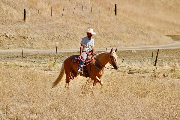 experienced-quarter-horse