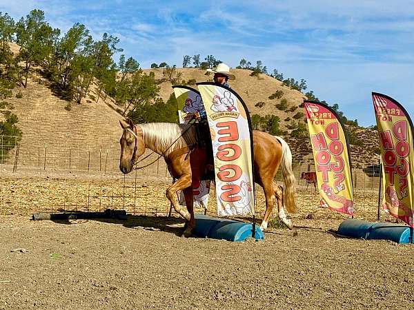 flashy-quarter-horse