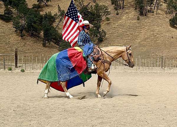 kid-safe-quarter-horse