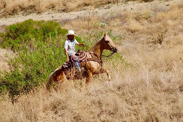 performance-quarter-horse