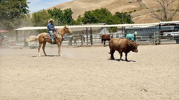 ranch-quarter-horse