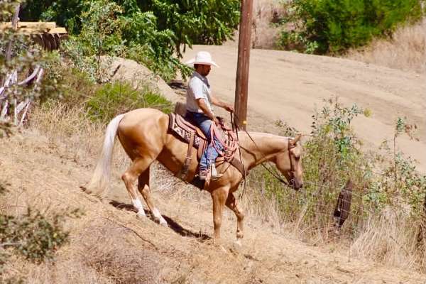 ranch-versatility-quarter-horse