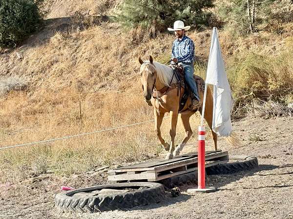 ranch-work-quarter-horse