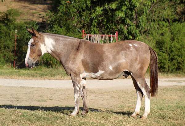 piebald-mule-gelding