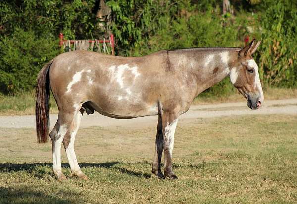 all-around-mule