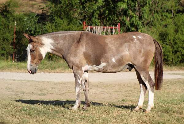 athletic-mule