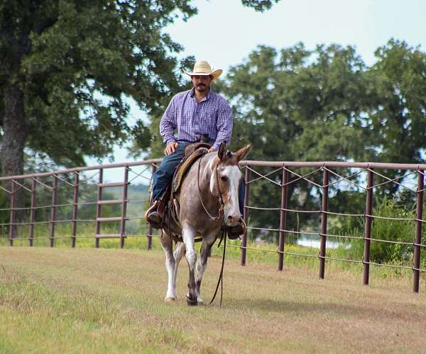calf-roping-mule