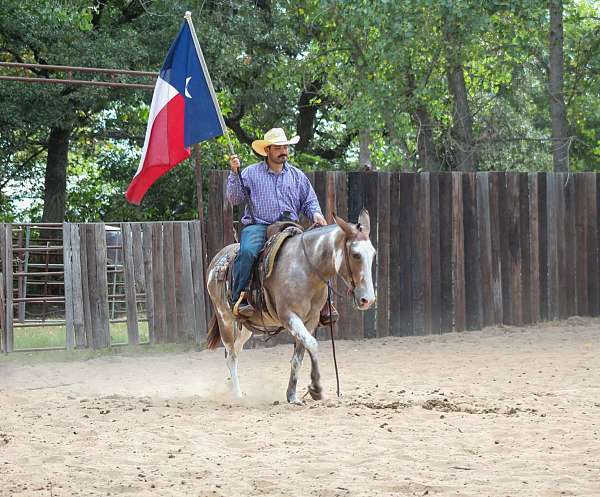experienced-mule