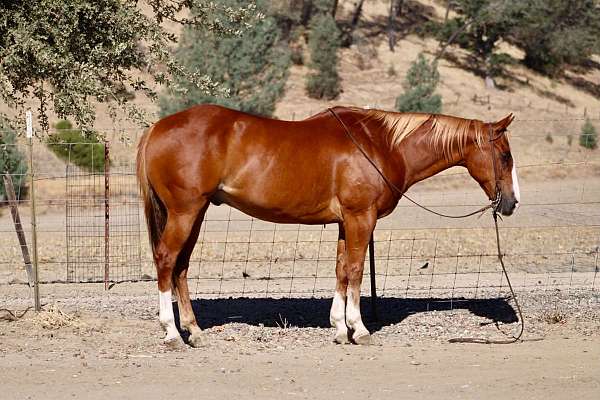 all-around-quarter-horse