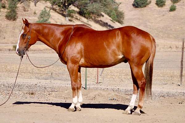 athletic-quarter-horse