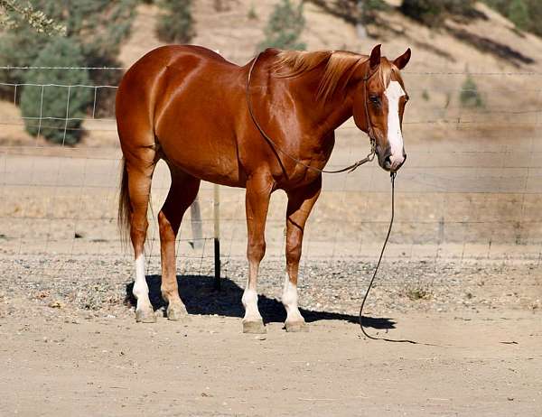 beginner-quarter-horse